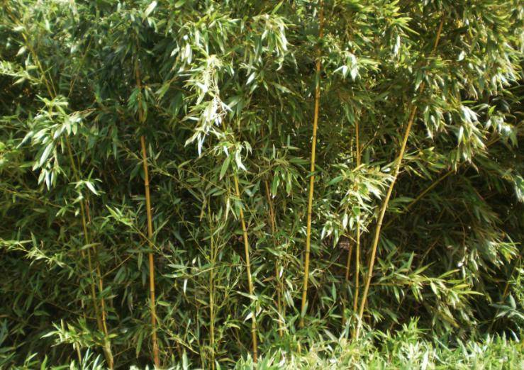 原创            孔子问一7岁小孩：天上的星星有几颗？小孩回答后，孔子拜其为师