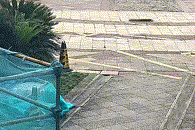 女子与妹妹因清理狗屎发生争执，将2只狗从21楼扔下摔死，狗买回不到一个月，最小1斤重