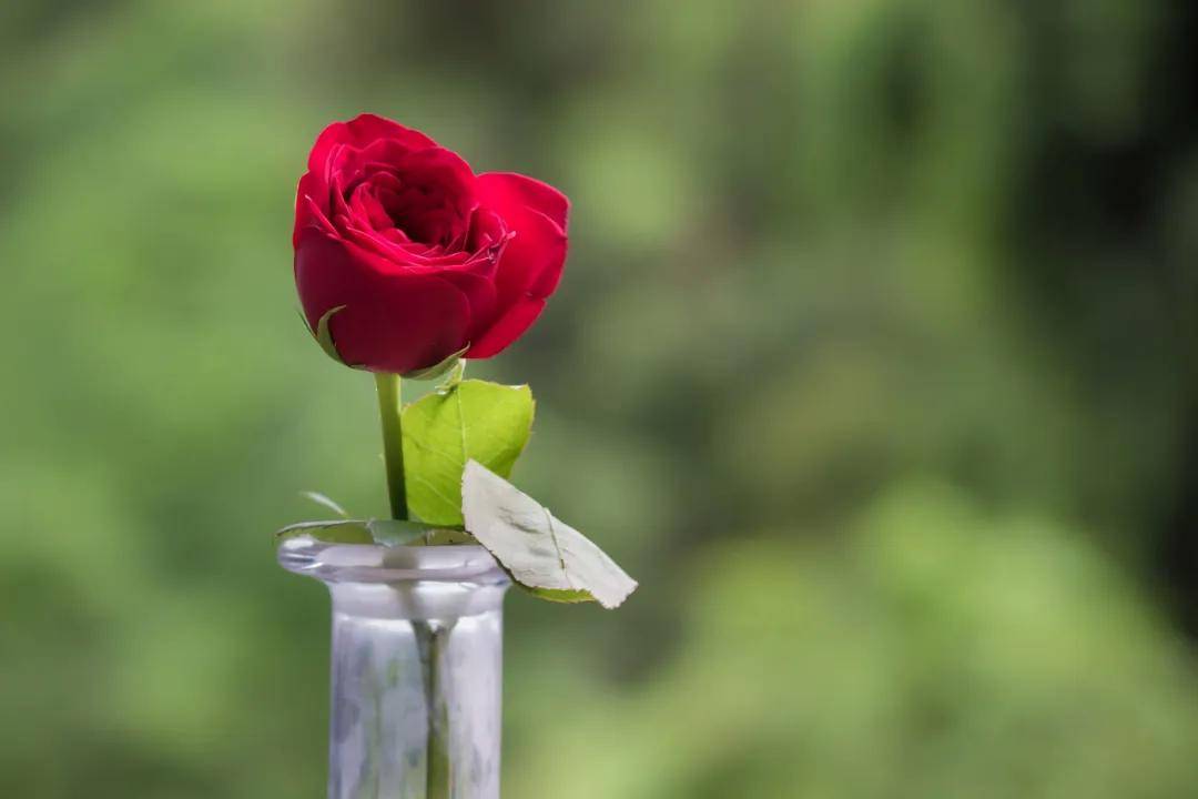 中医推荐：补气血最高效的4种食物