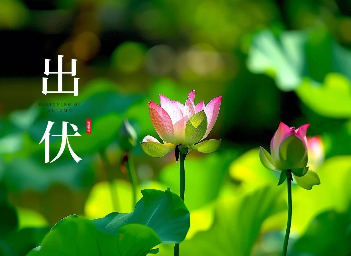 原创            并非迷信！明日出伏，无论有钱没钱，牢记“5个不”，顺应节气，安稳迎秋