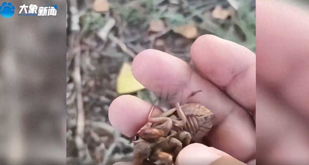 男子下班抓知了猴，43天赚5000多元还瘦10斤，称减肥赚钱两不误