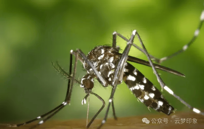 感染基孔肯雅热会留后遗症吗？这几类人要格外注意