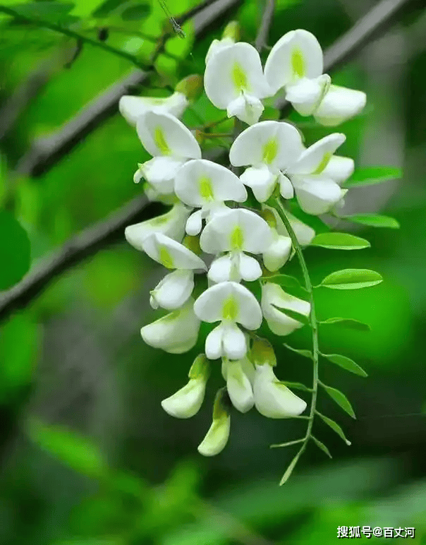 【古诗词鉴赏】唐代诗人李白《 沙丘城下寄杜甫》诗赏析