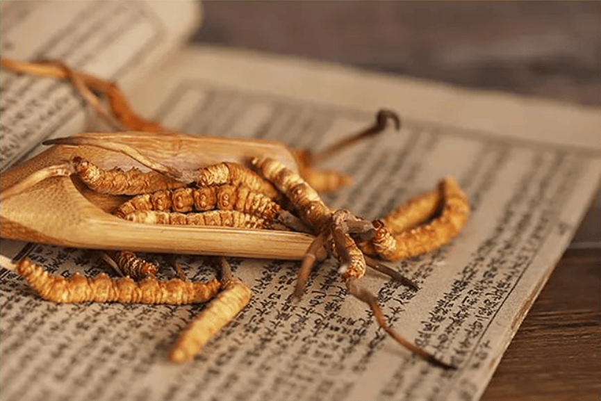 一文看懂：你不知道的冬虫夏草冷知识