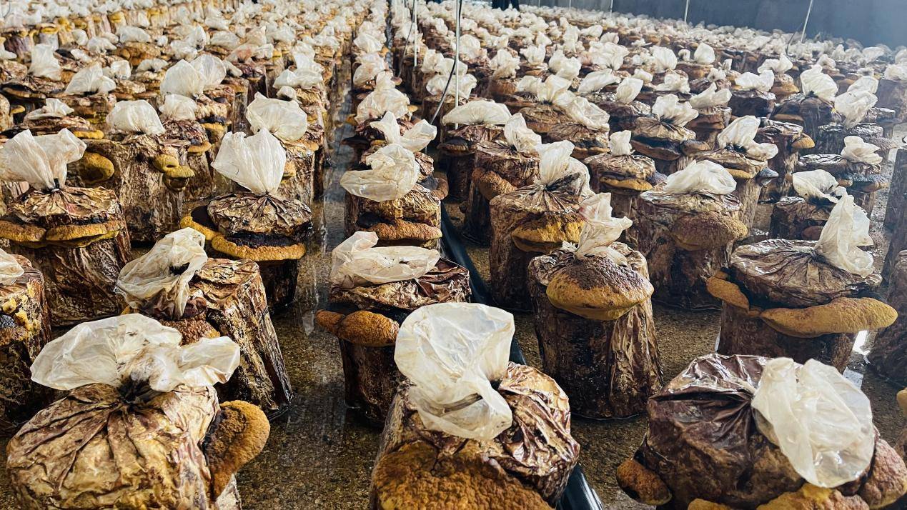 桑黄多糖对甲状腺癌患者免疫调节的影响及其临床应用前景