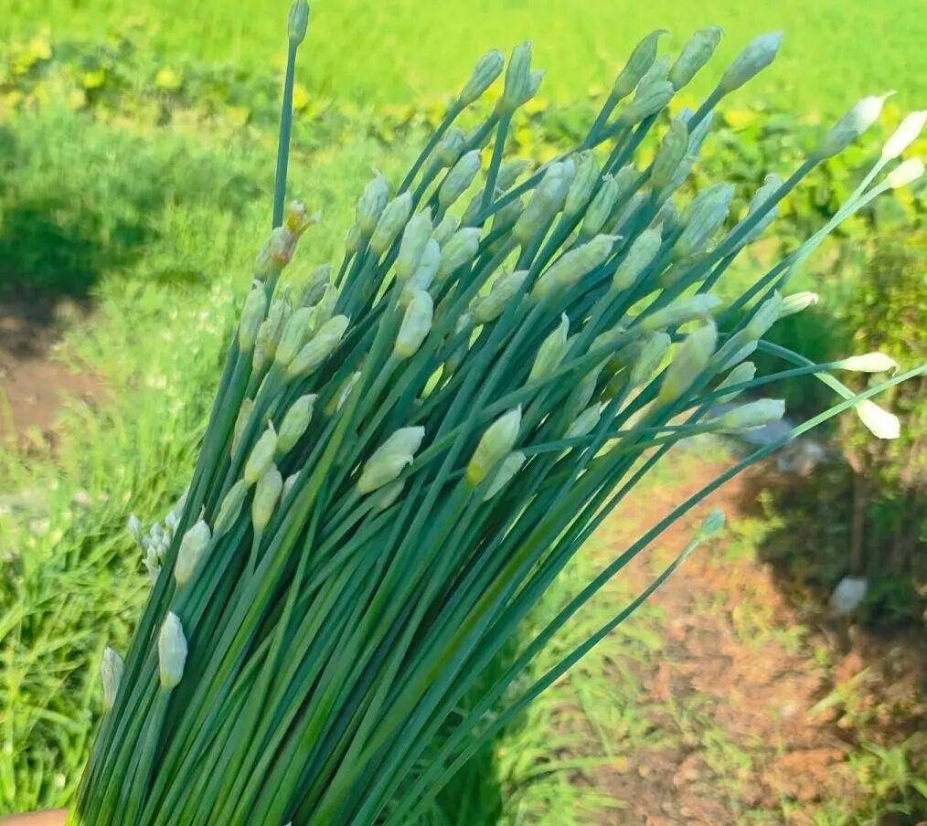 中佰康：处暑后，抓紧吃这菜！一通便，二抗菌，三润肺，四养肝，包饺子特香！