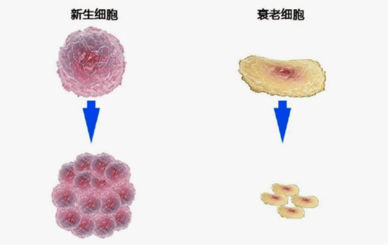 抗老前要先抗炎