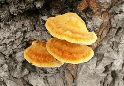 桑黄在日本抗癌领域的研究进展