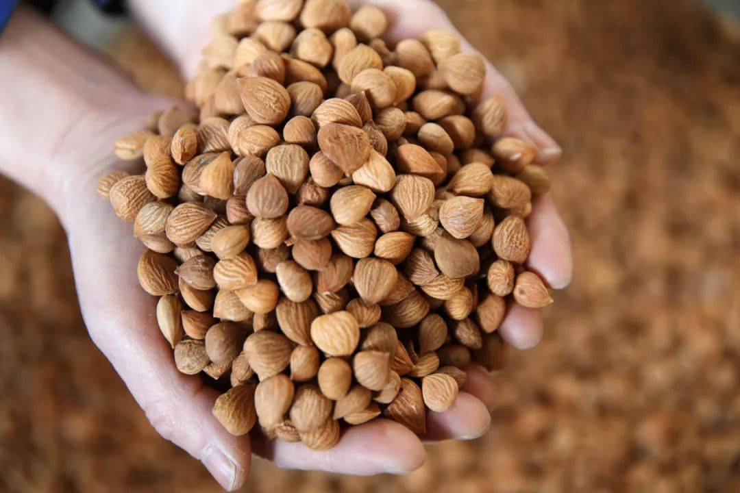 【科普最强音】它是“胆固醇克星”！每天吃一点儿，还能润肺止咳、抗衰老