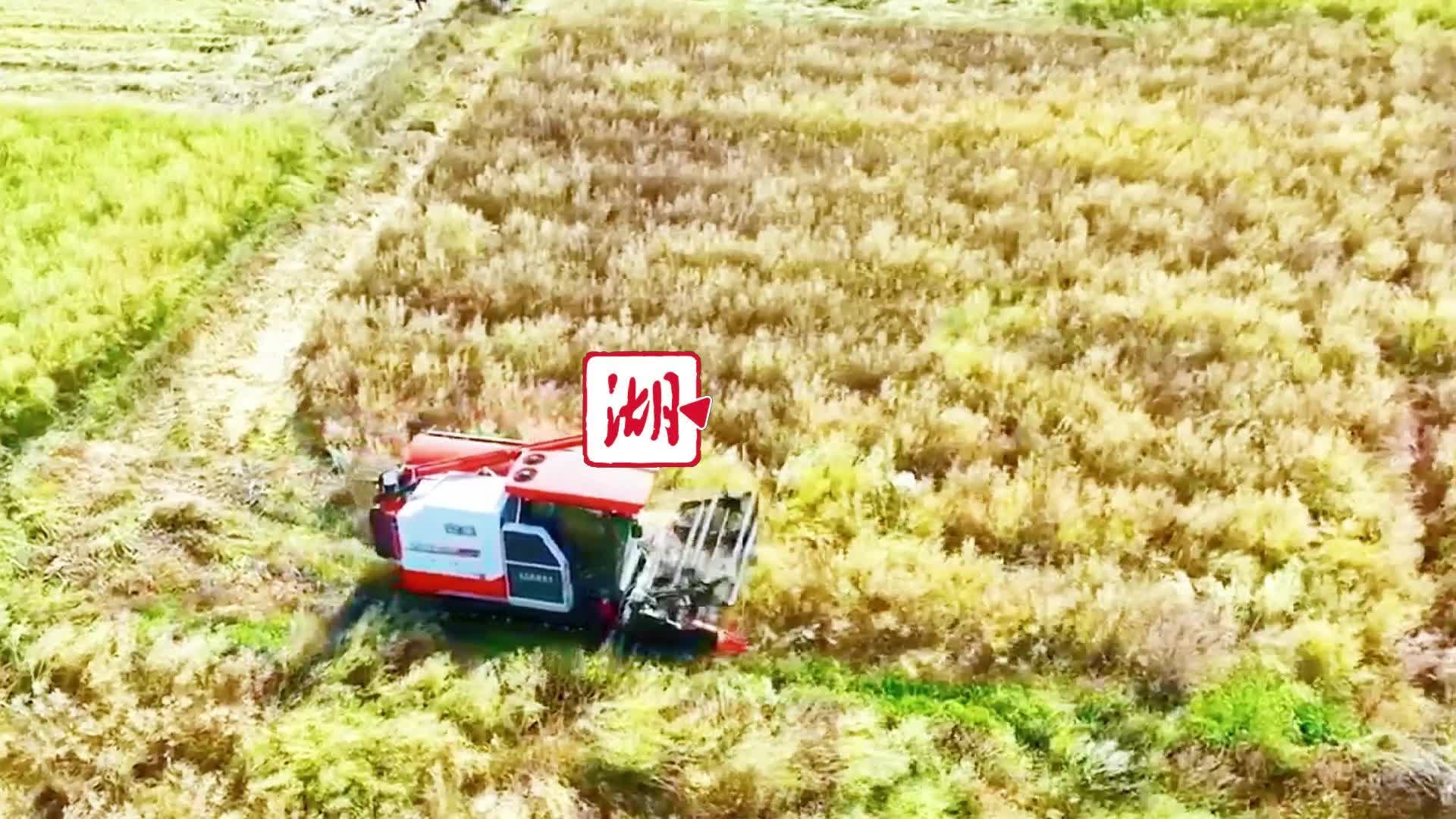 我省油菜籽总产预计突破300万吨