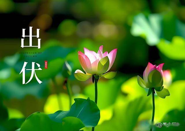 出伏后记得多吃这3种食物，养颜润秋燥，顺利度过秋老虎