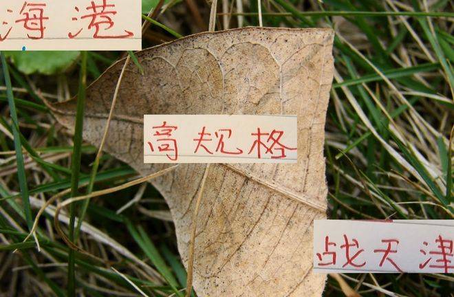 原创            海港高规格战天津首发五外援 1归化 天津也是4外援最强阵容