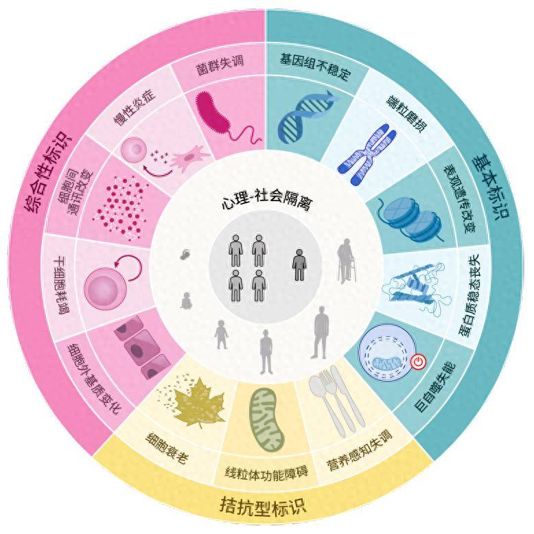 从治病到防未病，企业家们为何青睐这批抗衰界的“黑马”
