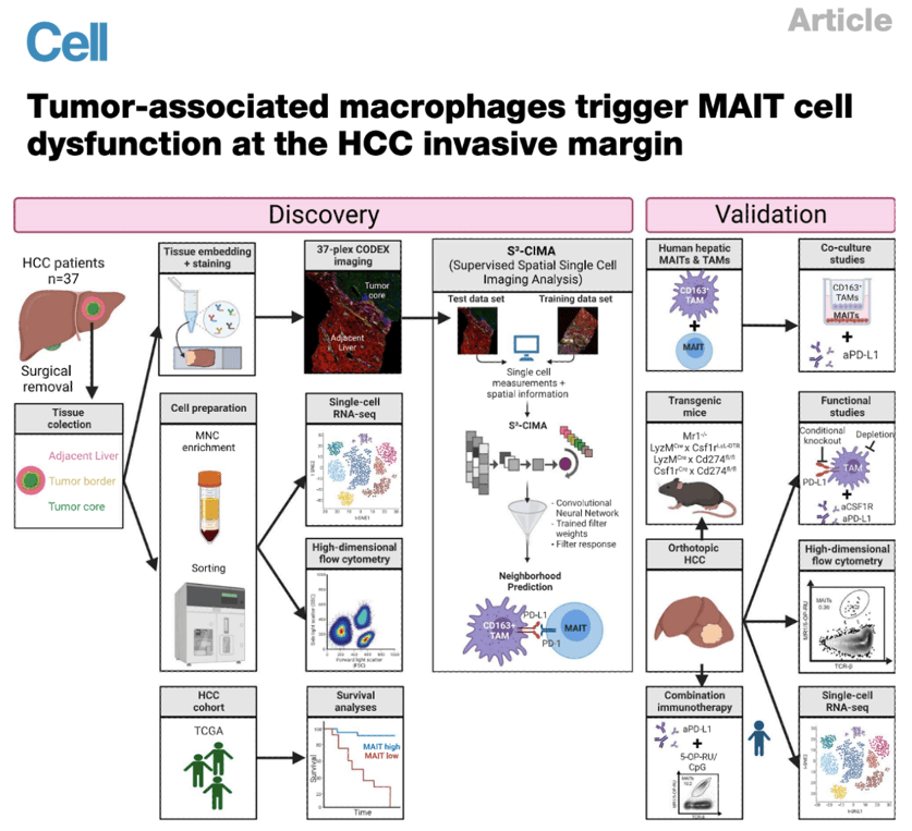 Cell｜空间组学发现肿瘤相关巨噬细胞在肝细胞癌侵袭边缘触发MAIT细胞功能失调