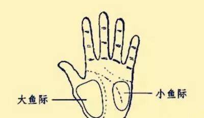 手掌上这块肉，提示你身体好不好，很灵哦！
