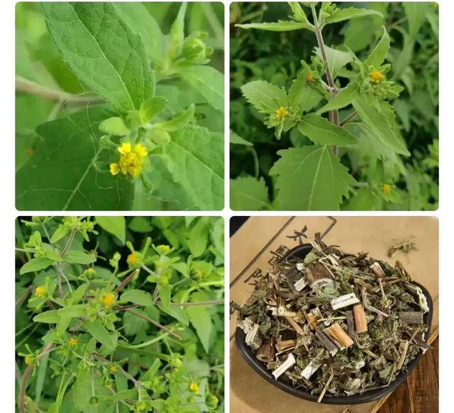 原创            知识分享：“通脉神器”豨莶草，祛风止痛降血压