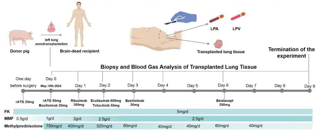 世界首例！基因编辑猪肺，成功移植人体
