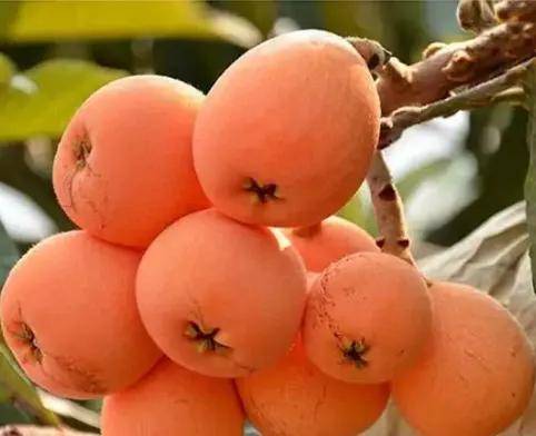 帕金森患者饮食指南：湿毒最盛时节必吃的5种水果