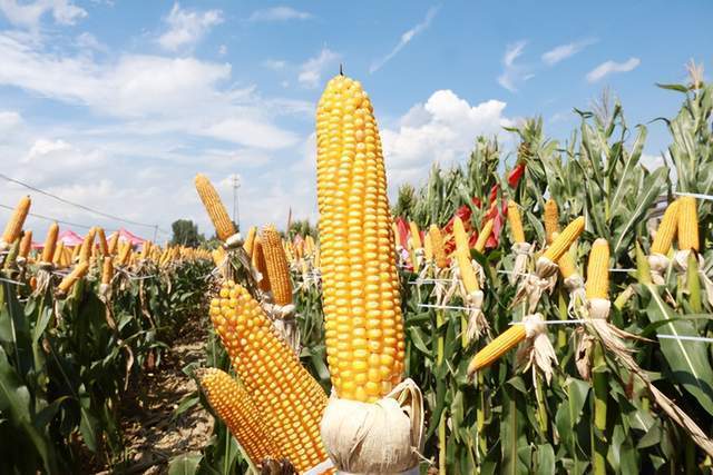 “隆玛瑙”系列玉米新品种以科技赋能书写丰收答卷