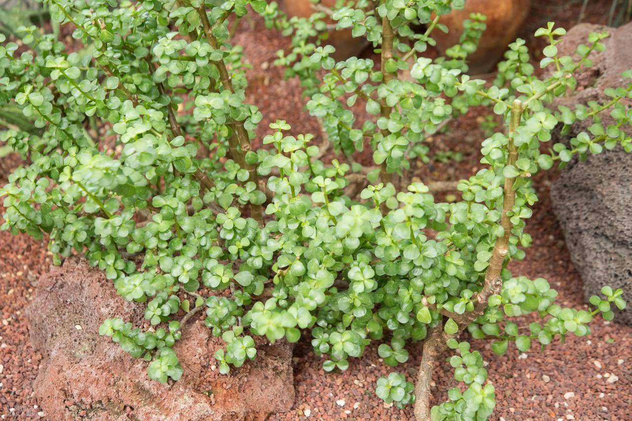 原创            三伏天使劲吃，一排毒，二消炎，三利尿，正当季，错过再等一年！
