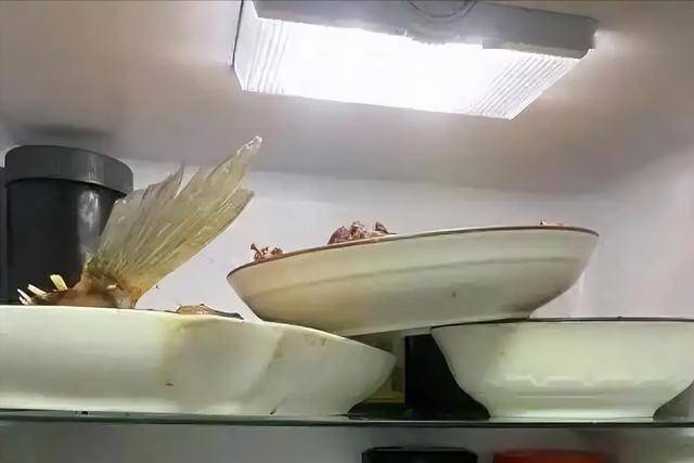 研究表示：老人若从来不吃剩菜，用不了半年，身体或拿下5大好处