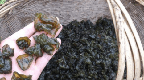 原创            南方特有野菜，过去是皇家贡品，如今一斤近千元，遇到要珍惜