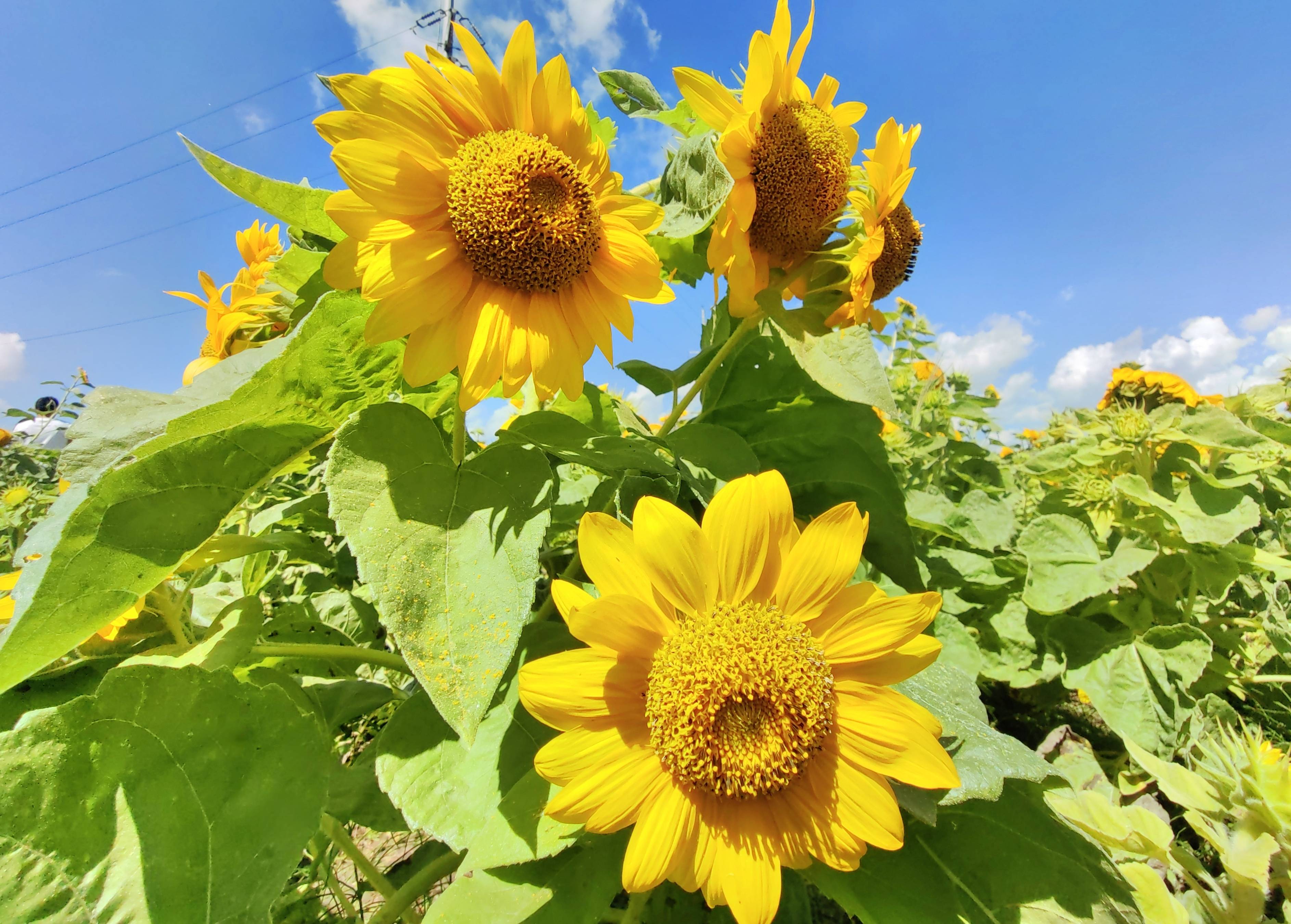 花海美如油画 扮靓秋日江畔