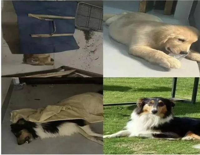 广西一小区有人高空抛食毒死多条宠物狗，居民悬赏万元寻线索，警方已立案调查