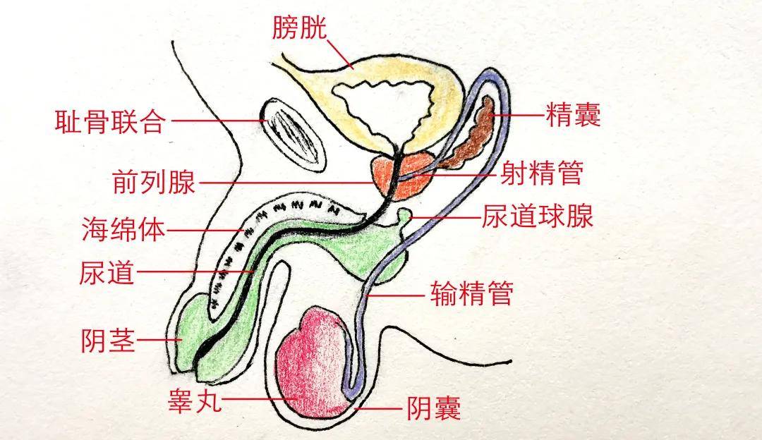#学习分享525#最容易感染的性病：淋病(传染途径有哪些)
