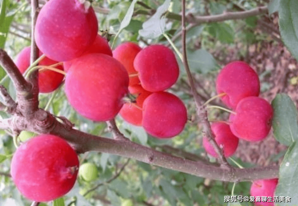 原创            老话说“秋吃果，胜吃药”，8月7号立秋，有条件多吃5种秋果，顺利度秋！