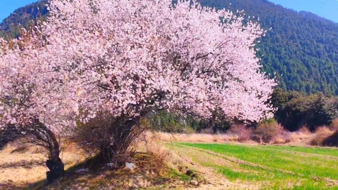 春生夏长，秋收冬藏：跟着二十四节气调养，让身心与时光同行