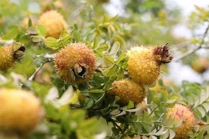 从酸涩野果到抗抑郁“黄金果”，这枚“刺头”不简单