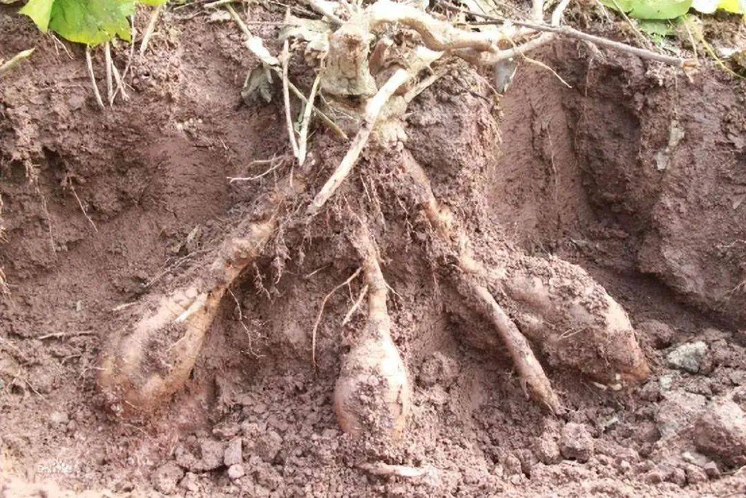 它是菜也是药，常吃对血管好，煮粥时加一把，还能美颜护肝