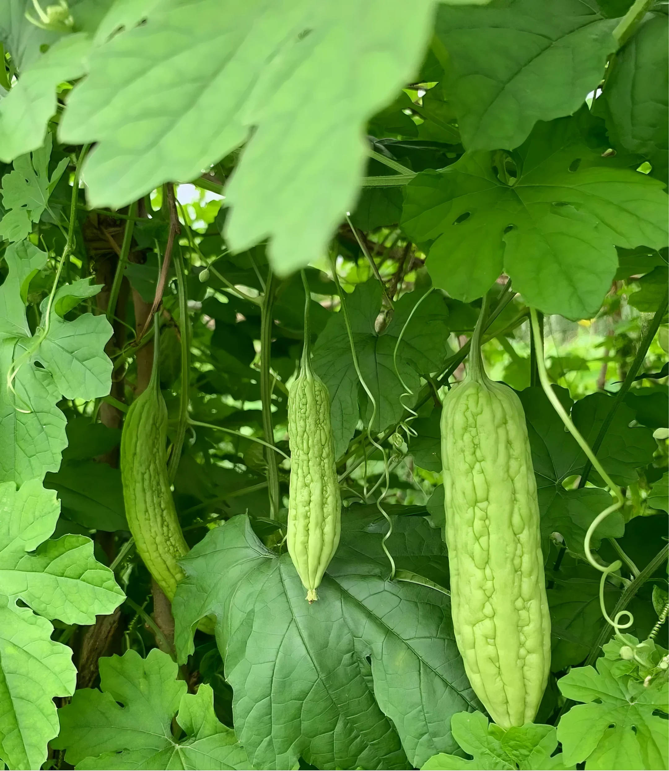 立秋养生｜中医提醒：少吃“二瓜”，多吃“三白”，秋冬少生病！