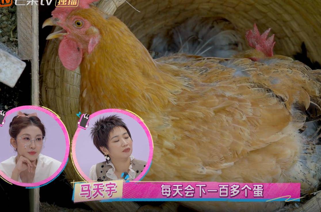 原创            马天宇上真人秀晒自家农场养400只鸡，每天下蛋100个，回应耍大牌