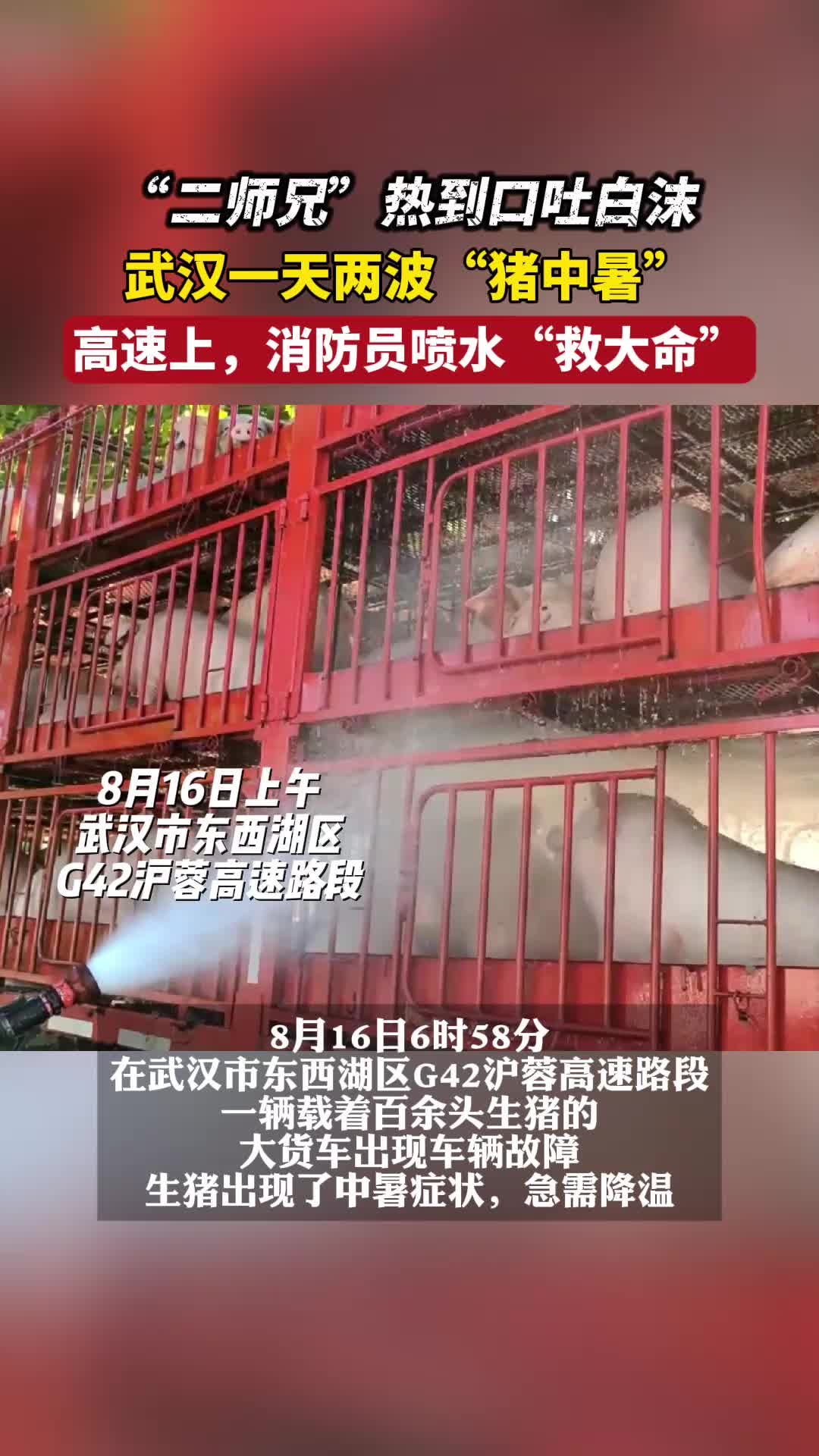 “二师兄”热懵了，两波中暑！消防出手