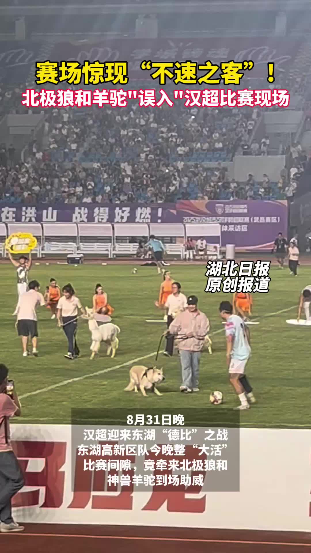 不速之客！北极狼和羊驼“误入”汉超赛场