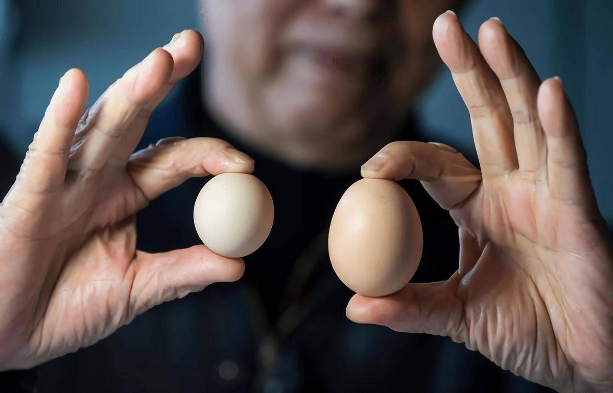 原创            常吃鸡蛋竟可能诱发高血脂？医生提醒：超过这个量，风险暴增