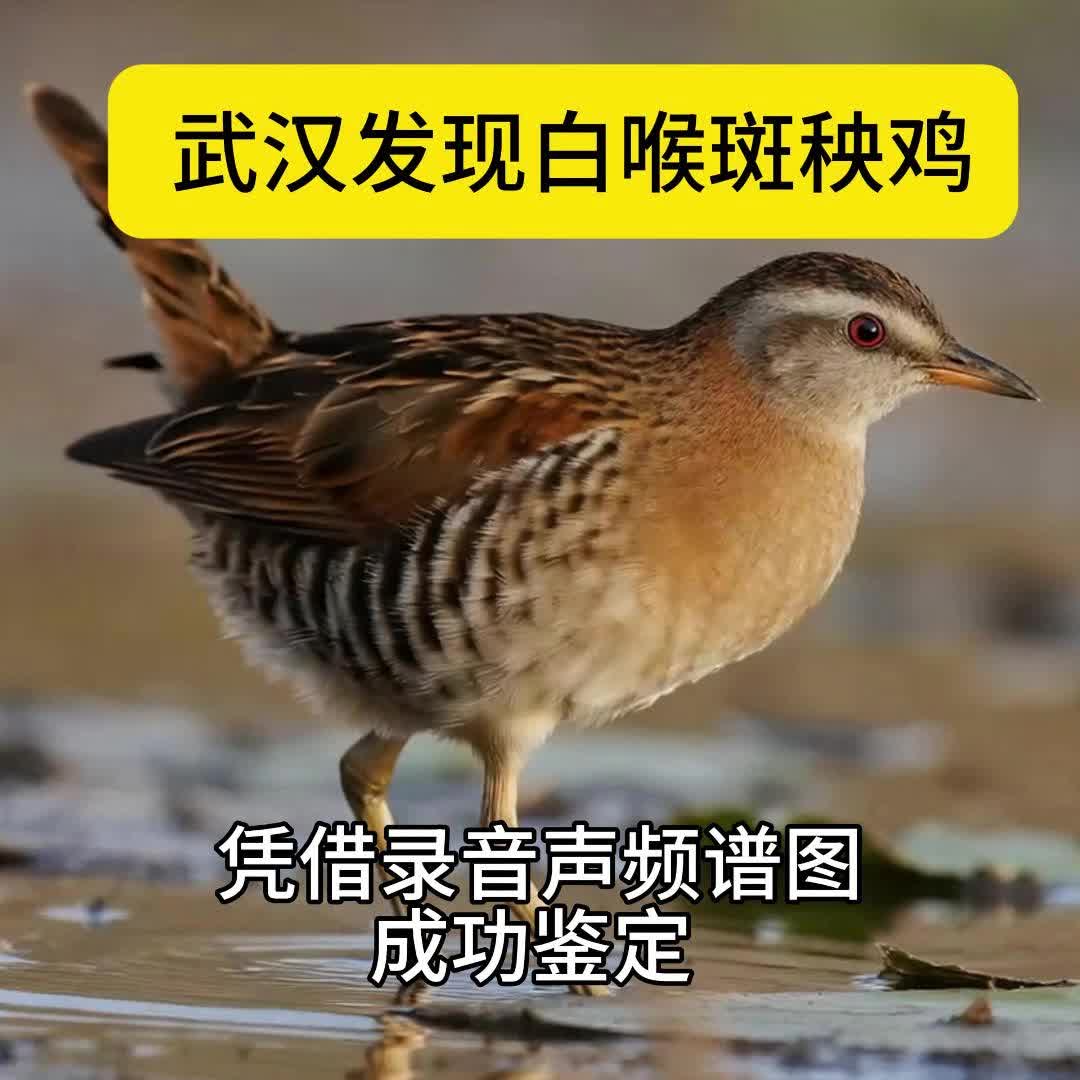 凭借录音声频谱图鉴定 武汉发现白喉斑秧鸡