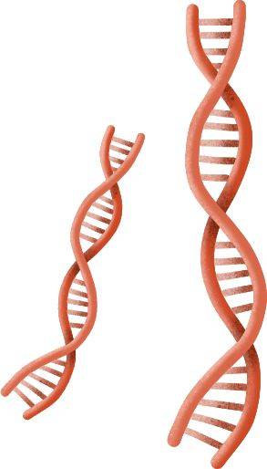 不可忽视的“种子因素” | 一文带您探寻自然流产真相