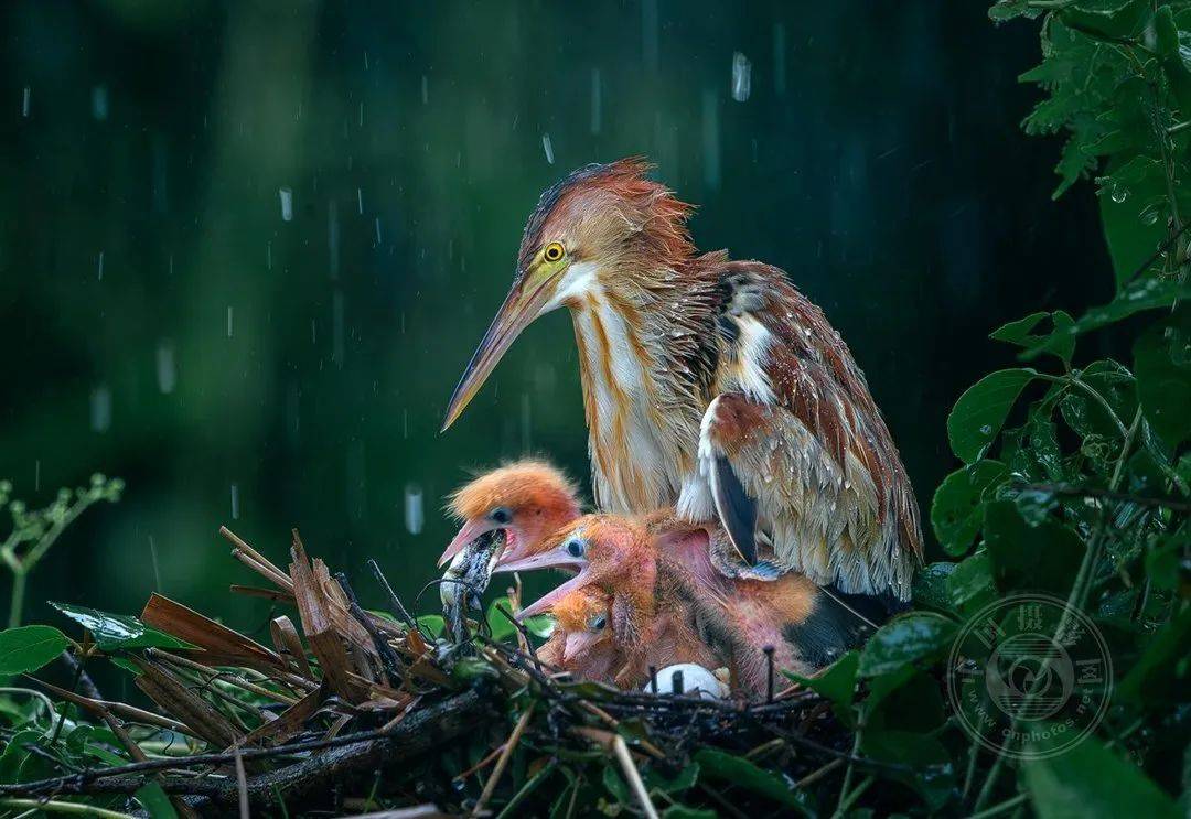 揭晓 | 2025年北马其顿艺术想象国际摄影大赛获奖公布（二）