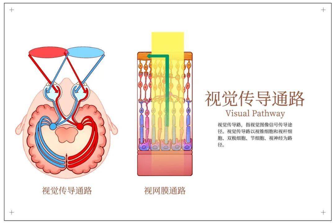 语言认知 | 皮质盲会导致永久失明吗？