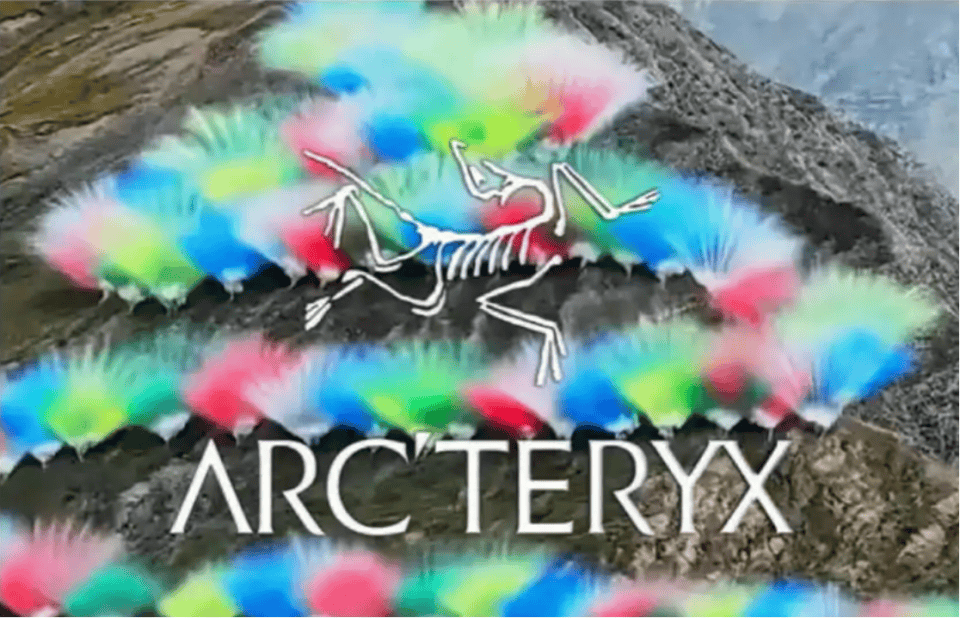 成为「网红」，是始祖鸟犯的错