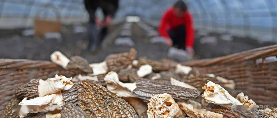 蘑菇的洗白大会：这5个锅，本菇不背了！