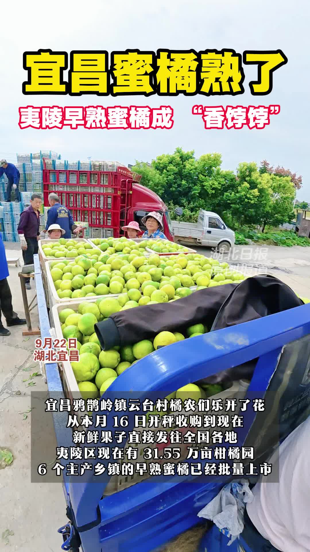 宜昌夷陵早熟蜜橘抢鲜上市