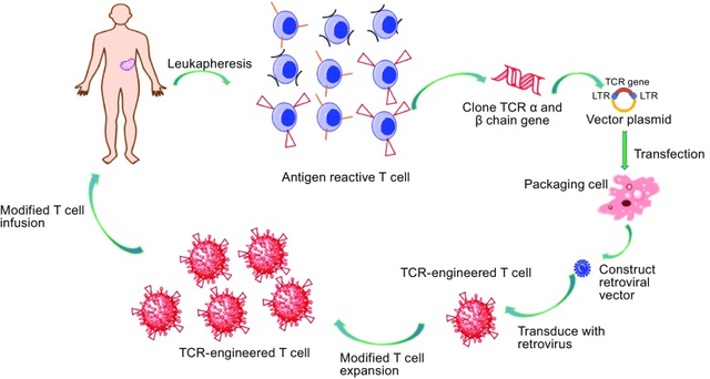 重磅！TCR-T疗法让晚期癌症患者肿瘤完全消退！