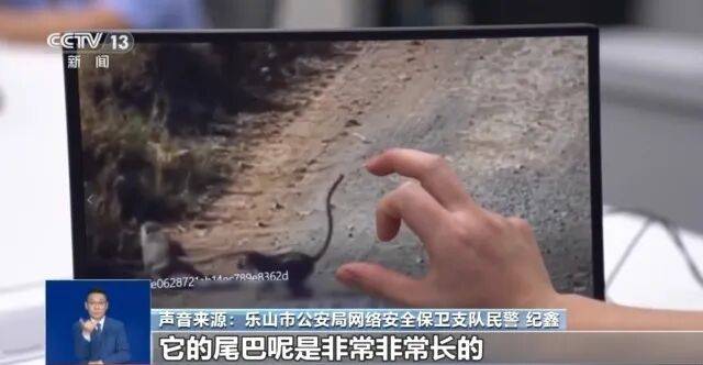 峨眉山爆发“人猴大战”，猴王逼女游客坠崖后被击毙？警方最新通报