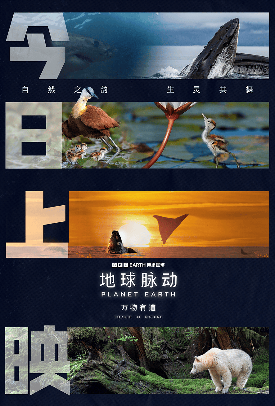 电影《地球脉动：万物有道》今日上映 聆听万物共鸣寻回生命节律