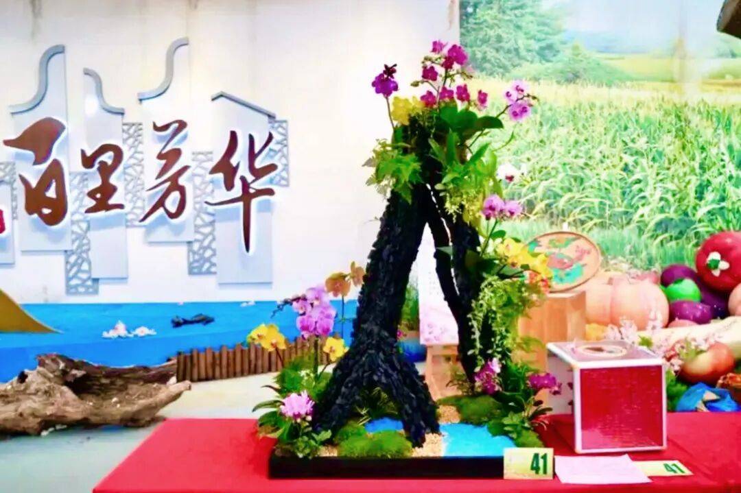 种花也能拿奖金！第二届佛山市蝴蝶兰组盆艺术大赛开启