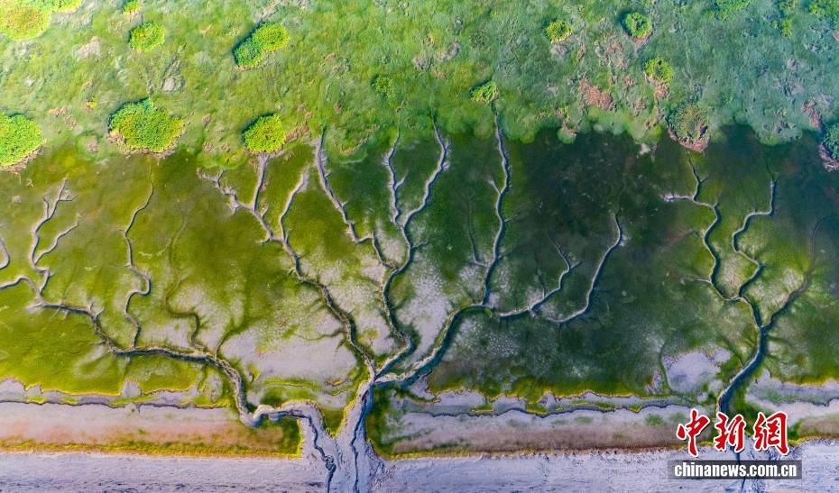 惊艳！浙江嘉兴“潮汐树”纵横蔓延 宛如唯美油画